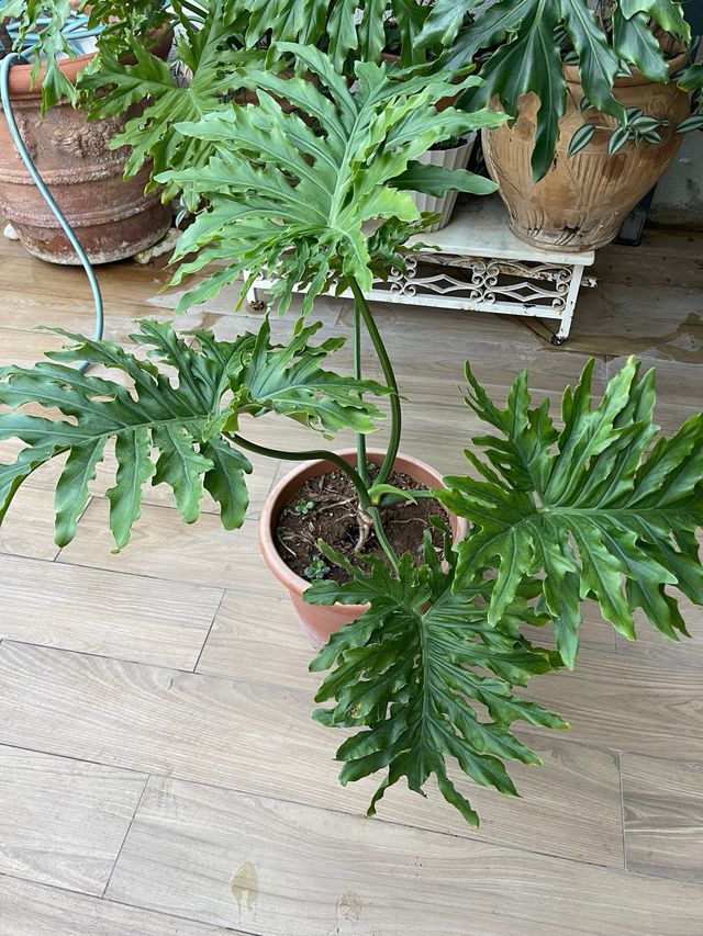 Philodendron bipinnatifidum Planta Tropical