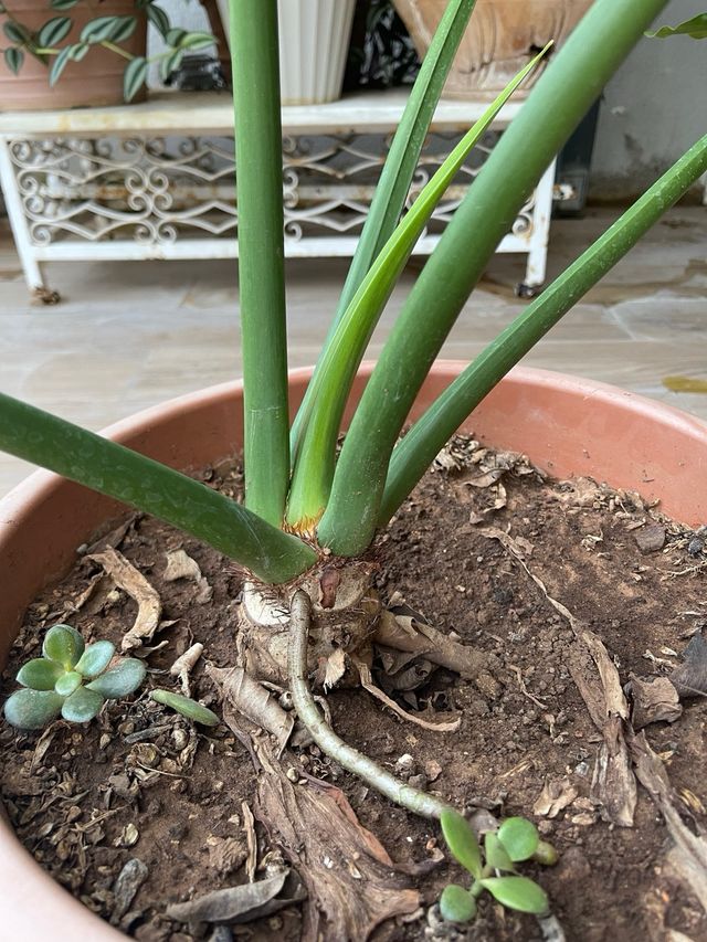 Philodendron bipinnatifidum Planta Tropical