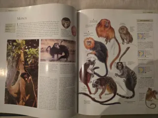 Enciclopedia de los animales. Mamíferos II