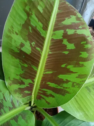 Musa Dwarf Cavendish Planta
