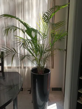 Dos plantas grandes en maceta negra