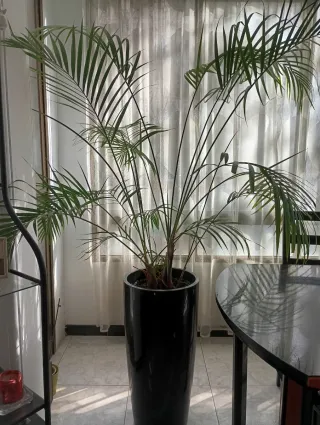 Dos plantas grandes en maceta negra