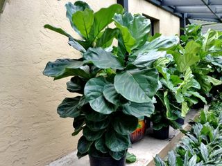 Ficus Lyrata Mediana