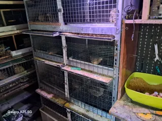 Jaula para cría de codornices