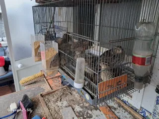 Jaula para cría de codornices