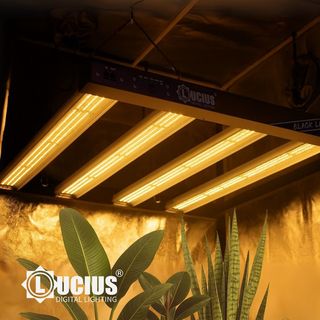 Foco LED Lucius Black Label 120W Cultivo