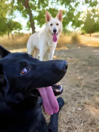 Adiestramiento y educación canina.