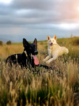 Adiestramiento y educación canina.
