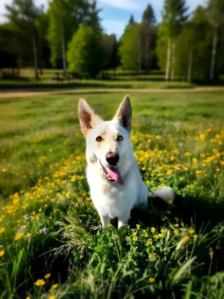 Adiestramiento y educación canina.