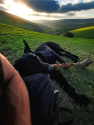 Adiestramiento y educación canina.