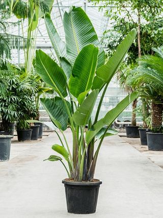 Strelitzia Nicolai Vaso Grande