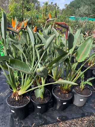 Strelitzia reginae vaso 24 cm