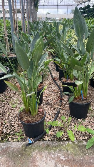 1 strelitzia reginae