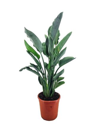Strelitzia Reginae in vaso 18 cm