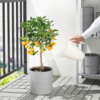 Regadera | Pulverizador | Soporte plantas