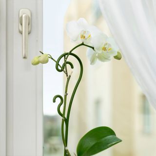 Regadera | Pulverizador | Soporte plantas