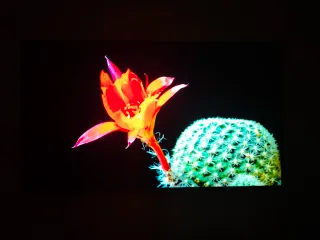 Televisión TCL 55 C805 Miniled Qled