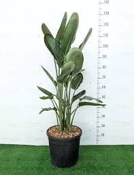 Strelitzia Reginae Mandela's Gold Grande