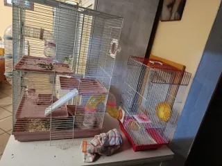 2 Gabbie per criceti collegate tra loro.