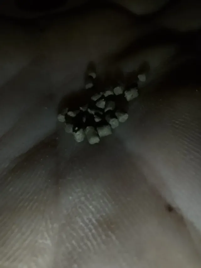 Comida para gambas y peces