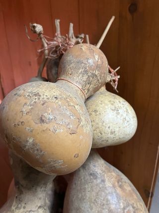 Calabazas secas decorativas.