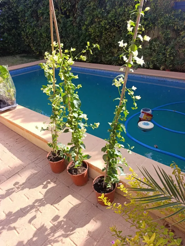 2 ✅Buganvilla Blanca✅ 1 Rosa