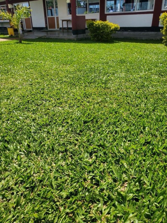 Césped artificial de alta calidad