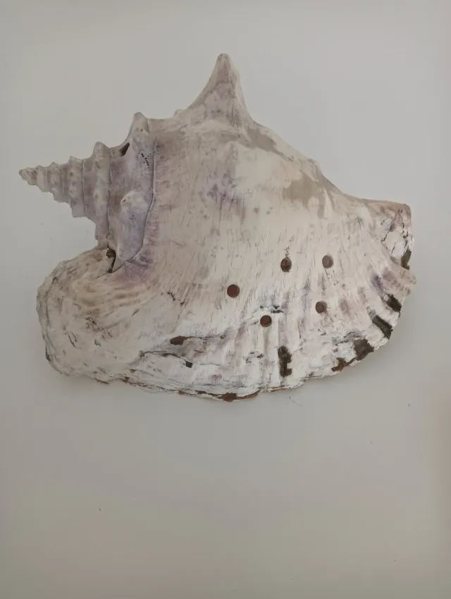 Concha grande de República Dominicana