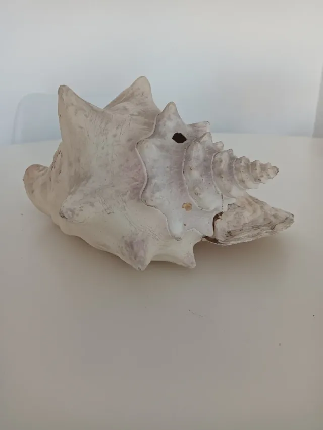 Concha grande de República Dominicana