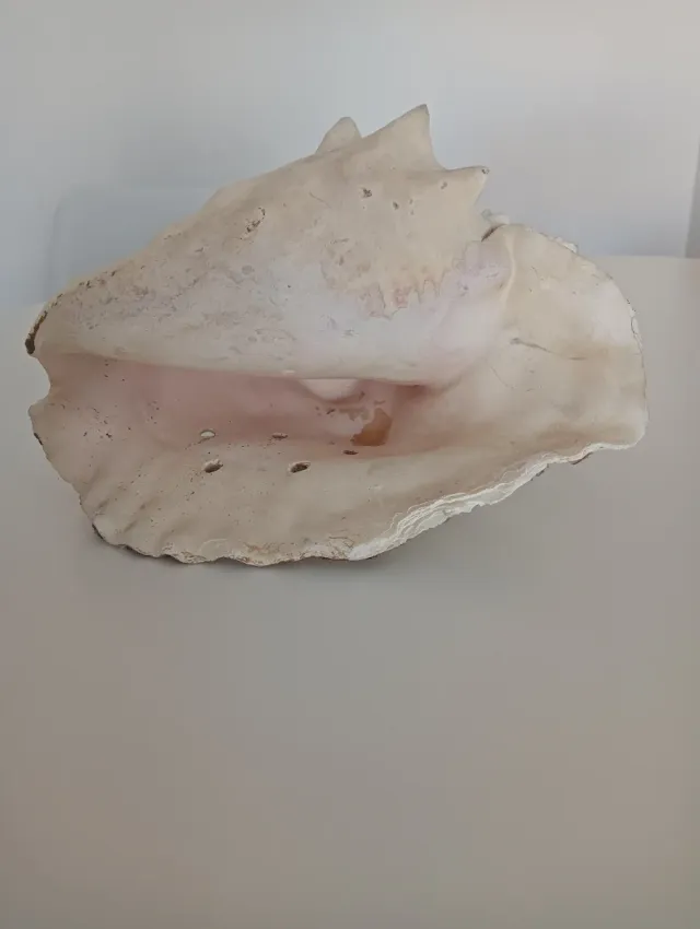 Concha grande de República Dominicana