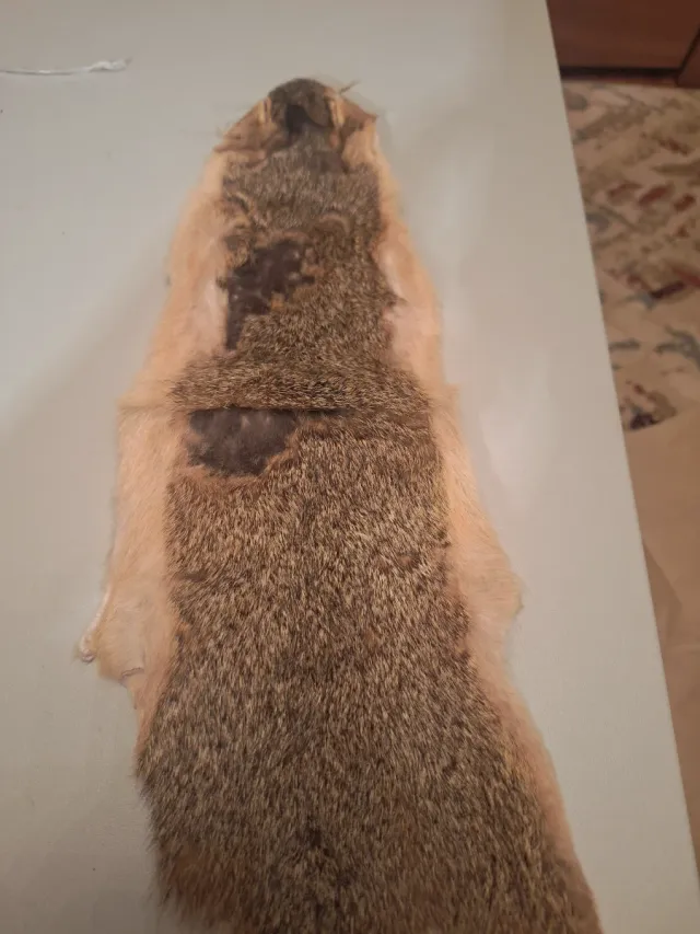 Piel de ardilla para montaje de moscas