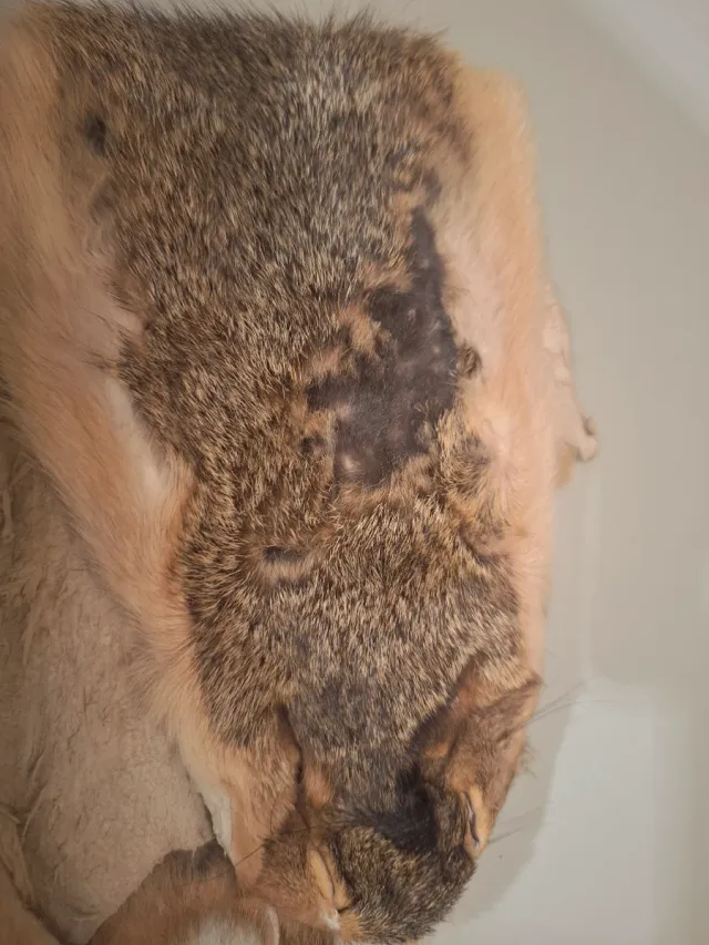 Piel de ardilla para montaje de moscas