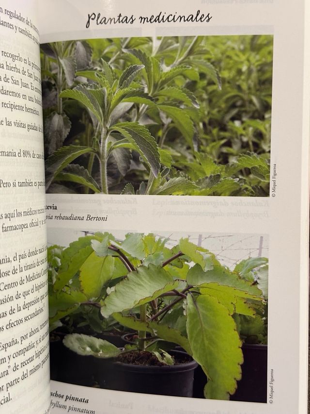 Una dulce revolución