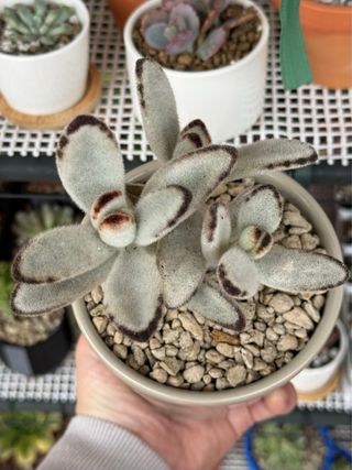 Kalanchoe Tormentosa Planta Suculenta