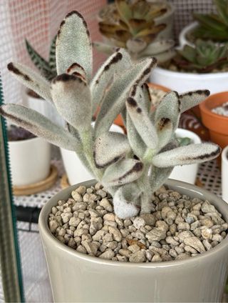 Kalanchoe Tormentosa Planta Suculenta