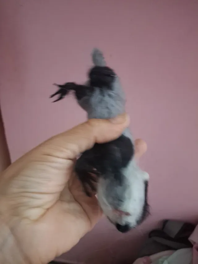 Tejón de fieltro, muñeco animal