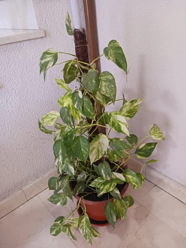 Poto tropical con maceta, plato y tutor