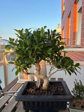 Bonsái Ficus