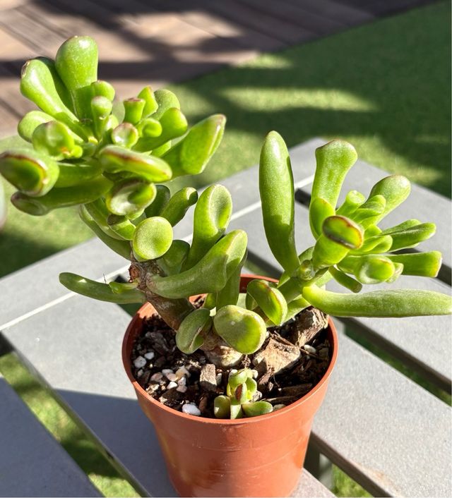 Suculenta Crassula Ovata Gollum Oreja Shrek