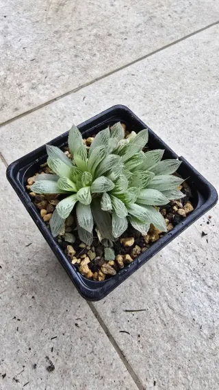 Haworthia Cooperi Pillifera Variegata
