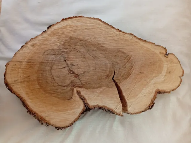 Corte madera olivo curada