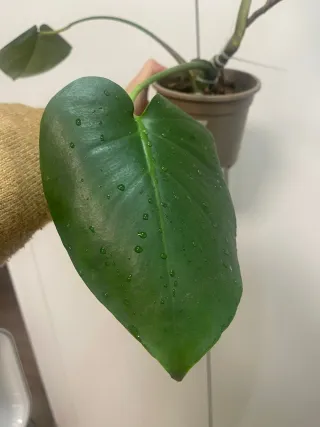 Monstera Deliciosa en Maceta