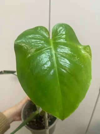 Monstera Deliciosa en Maceta