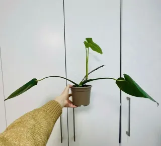 Monstera Deliciosa en Maceta