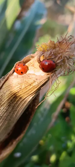 Semillas tradicionales para huerta