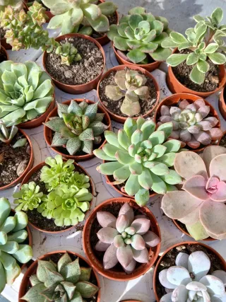 Suculentas variadas - 1,5€ cada uma