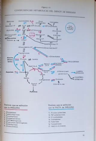 La Diabetes Mellitus