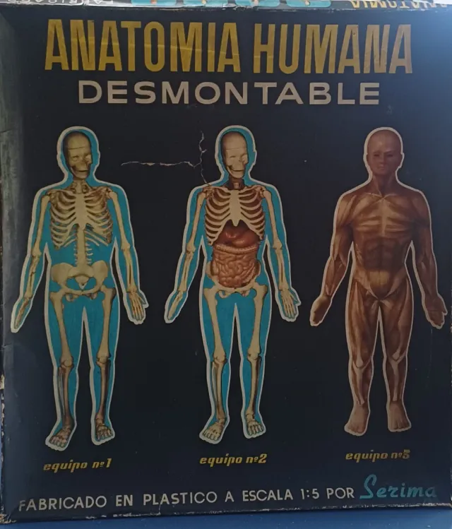 Anatomia Umana Smontabile Serima