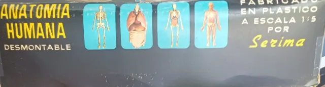 Anatomia Umana Smontabile Serima
