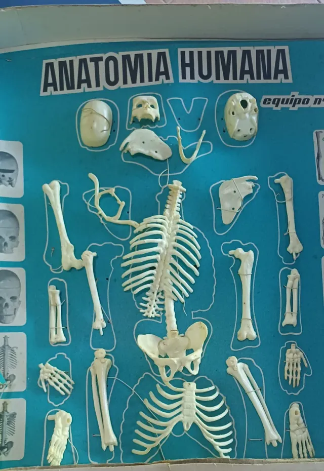 Anatomia Umana Smontabile Serima